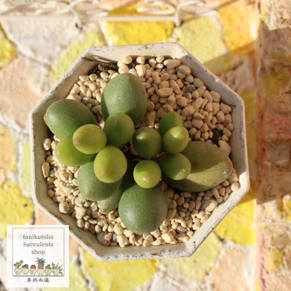 緑の卵 アドロミスクス 2寸ポット 弁慶草科 多肉植物 多肉永遠苗