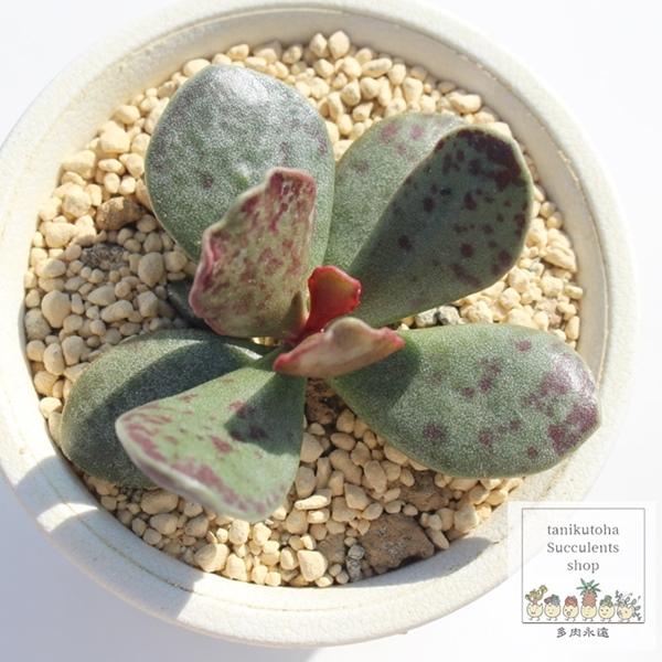 あざらし☆多肉植物出品中様 23苗 あざらし☆多肉植物出品中様