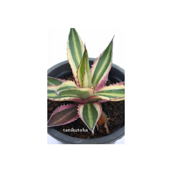 ܐF AKx 8cm|bg E[c A ic