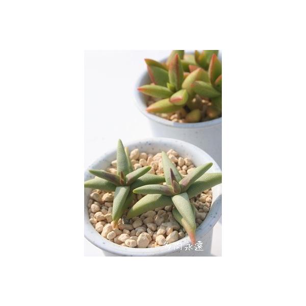 多肉植物 クラッスラの通販 価格比較 価格 Com