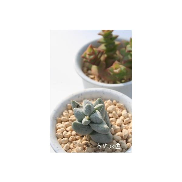 夢稚児 2寸ポット クラッスラ 弁慶草科 多肉植物 根付苗 多肉激安 可愛い多肉植物 C 093 多肉永遠支店 通販 Yahoo ショッピング