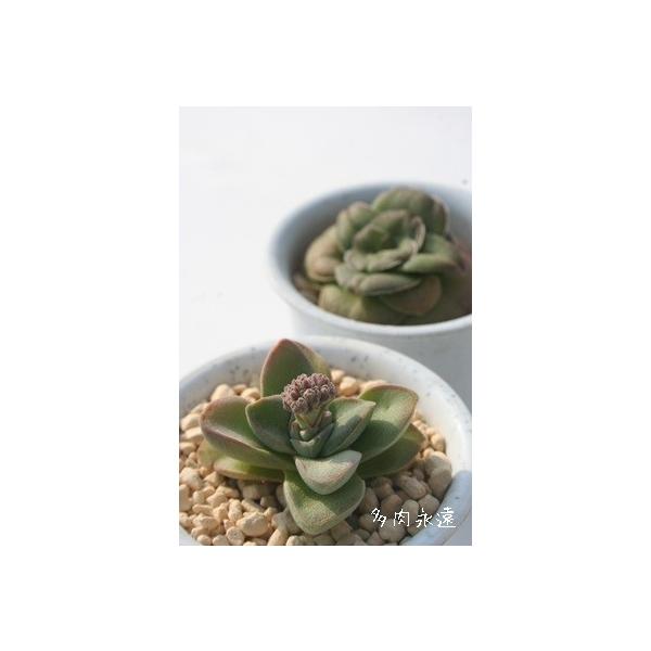 Vo[XvO^C 2|bg NbX ٌc A tc  A