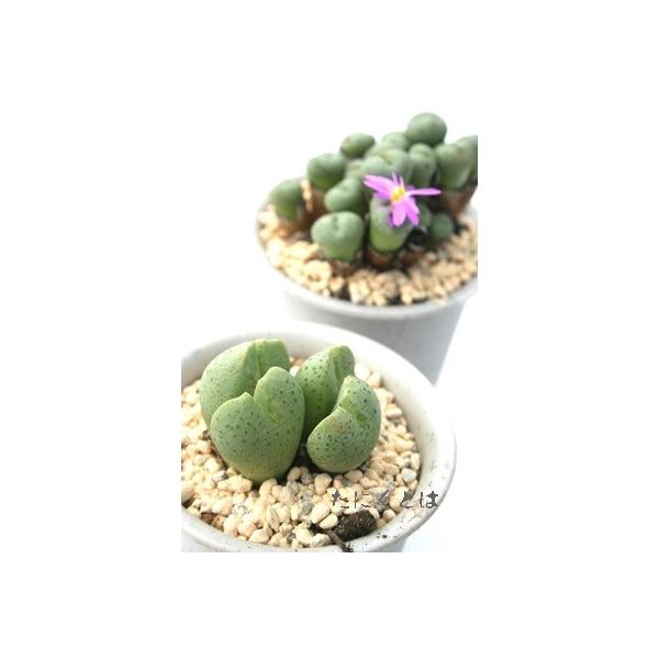 rfJc 2 RmtBc ^R}^ 炫 t̓_XI 2|bg Z tc AtJY iA