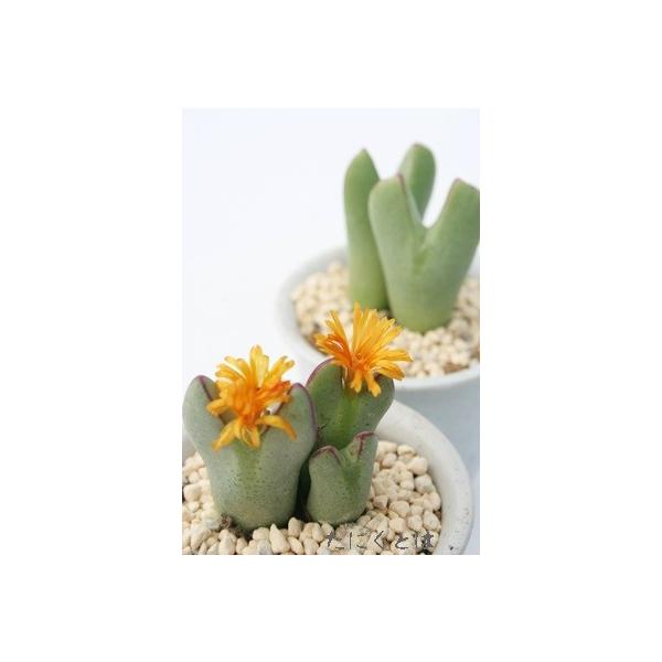 g 2 RmtBc ^܌^ 炫 IW 2|bg Z tc AtJY iA