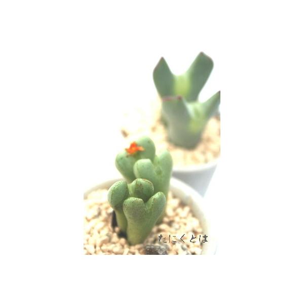  2 ^܌^ B炫AIW 2|bg RmtBc Z tc AtJY iA