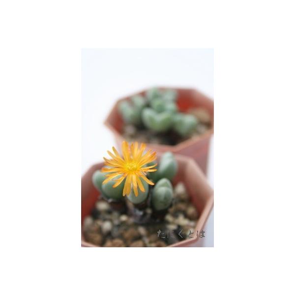 観葉植物 コノフィツムの人気商品 通販 価格比較 価格 Com