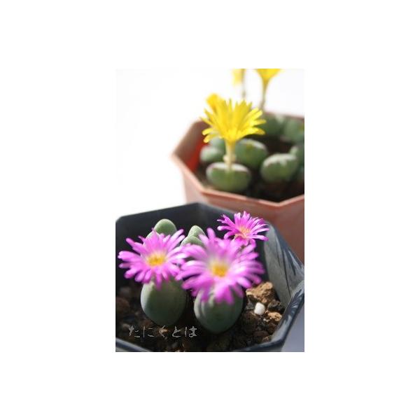 多肉植物 紫と緑のグラデーション 5株*5 農園直売 多肉植物 寄せ植え パープルディライト覆輪錦（単） 抜き苗