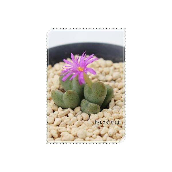  3`4 ^N^B炫A 2|bg RmtBc Z tc AtJY iA