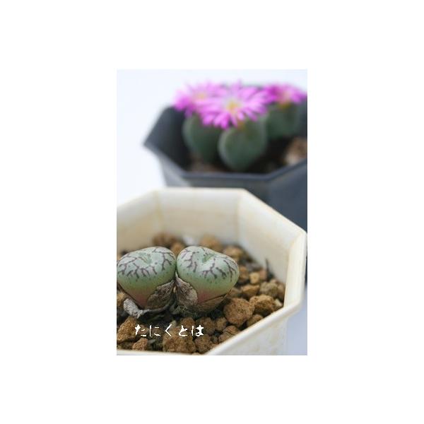 Eb 2 ^͗lnR}^B炫A 2|bg RmtBc Z tc AtJY iA