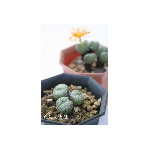 P 2 l^R}^B炫 2|bg RmtBc Z tc AtJY iA