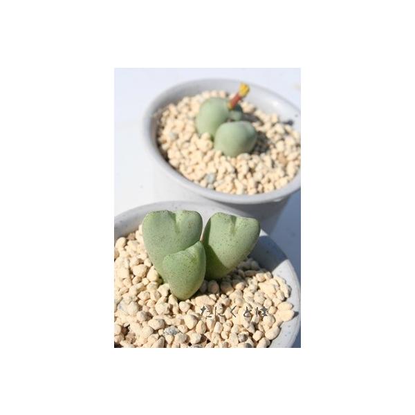 e 2 RmtBc 2|bg ^^r^ 炫  Z tc AtJY iA