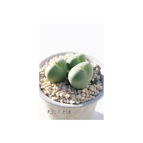 コノフィツム　大型pageae ポットごと（群生株) コノフィツム 大型pageae ポットごと（群生株) 2025年最新