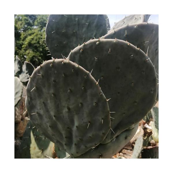 大丸盆ウチワサボテン20cmカット苗の魅力と育て方