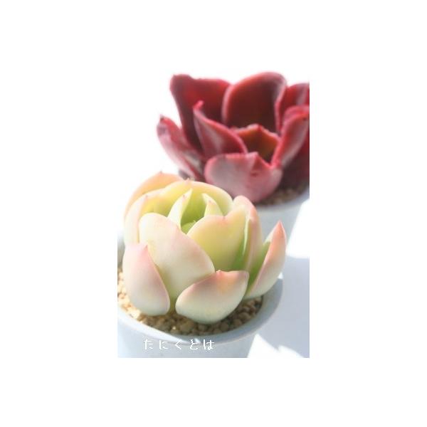 ピーチプリデ 2寸ポット エケベリア 弁慶草科 多肉植物 苗 新築祝 新築祝 誕生日祝 開店祝 結婚式祝 Ech 035 多肉永遠支店 通販 Yahoo ショッピング