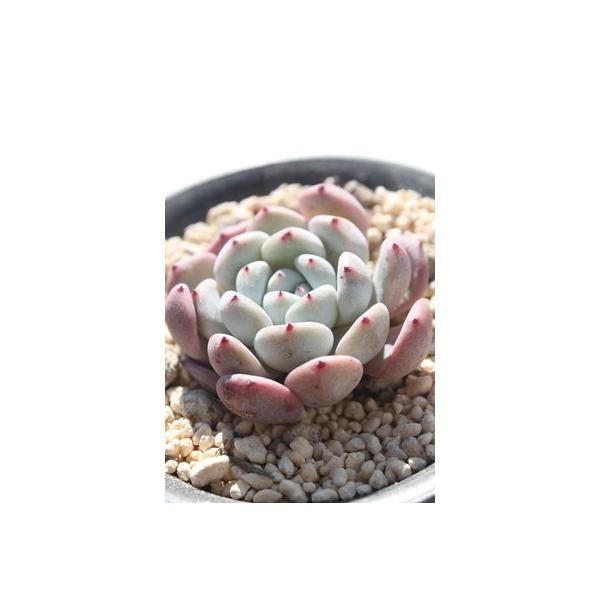 観葉植物 エケベリア 多肉植物の人気商品 通販 価格比較 価格 Com