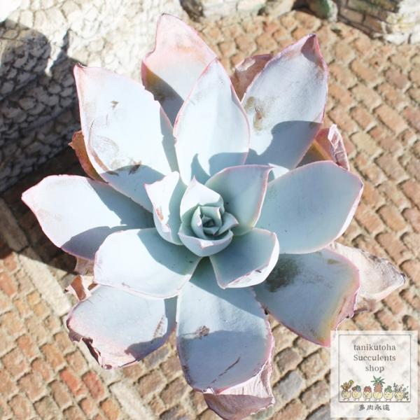 tanikutoha_eck-0232l