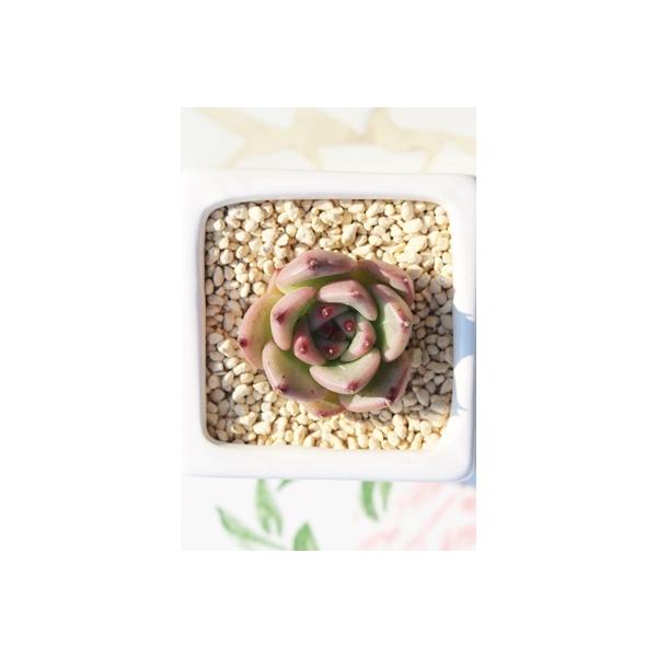 L[eB[GbO  MTCYGPxA ؍c Echeveria CUTIE EGG A KN A ^ [bg^Cv ꂢ 킢 ϗtA