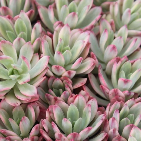 多肉植物 観葉植物の人気商品 通販 価格比較 価格 Com