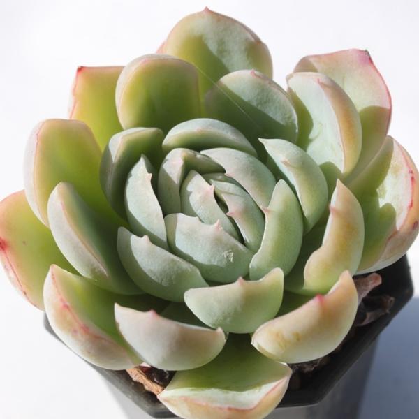 L[ 2|bg ؍c  GPxA ٌc A c Vzj Vzj aj JXj j