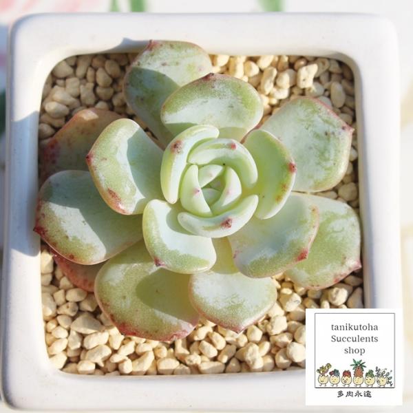 guN  MTCYGPxA ؍c Echeveria MONT BLANK A KN A `^ [bg^Cv ꂢ 킢 ϗtA