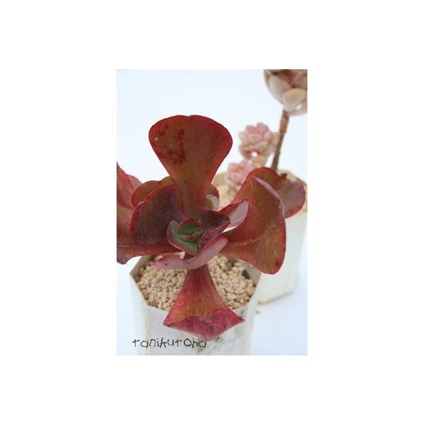 [IOf 2|bg GPxA ٌc A c Vzj Vzj aj JXj  ؍c ic