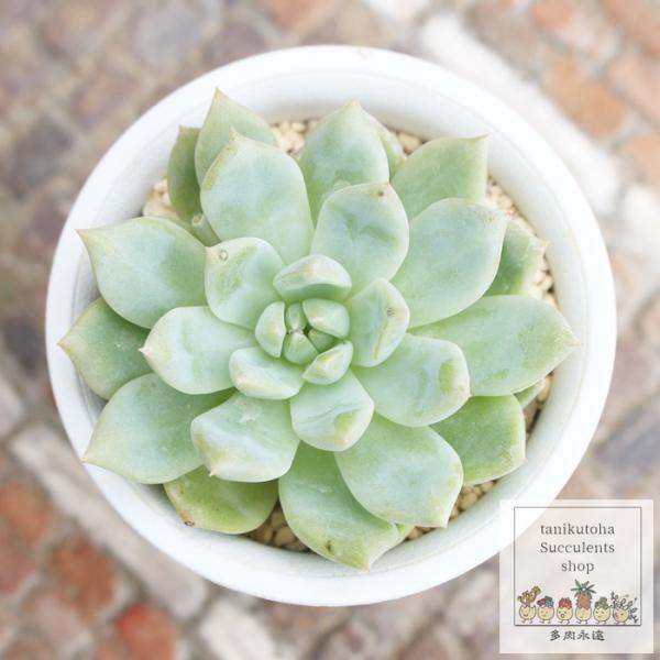 白苺大福 永遠ラベル付き エケベリア Echeveria siroichigo daifuku 2