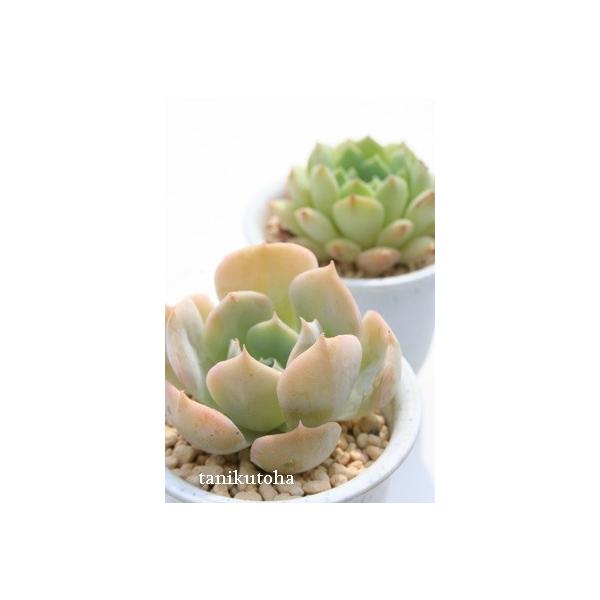 `[N[Y 2|bg GPxA ٌc A c Vzj Vzj aj JXj j