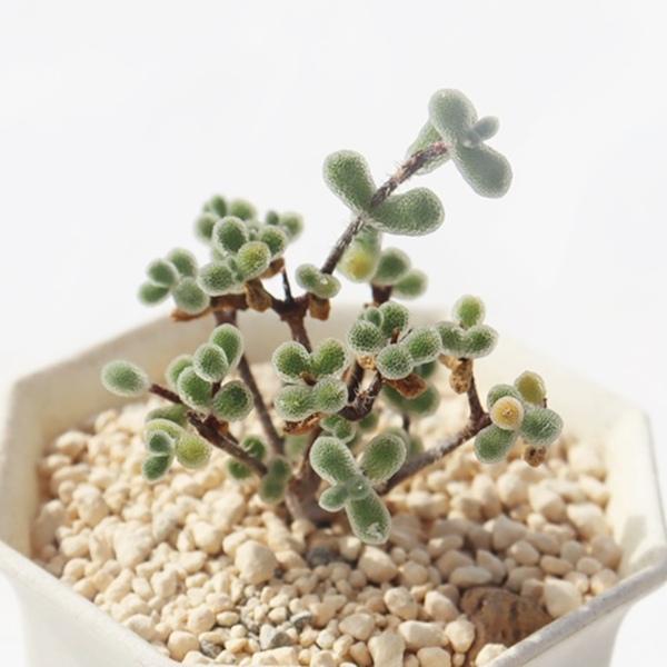 リトルスター ドロサンテマム Drosanthemum little star 多肉植物