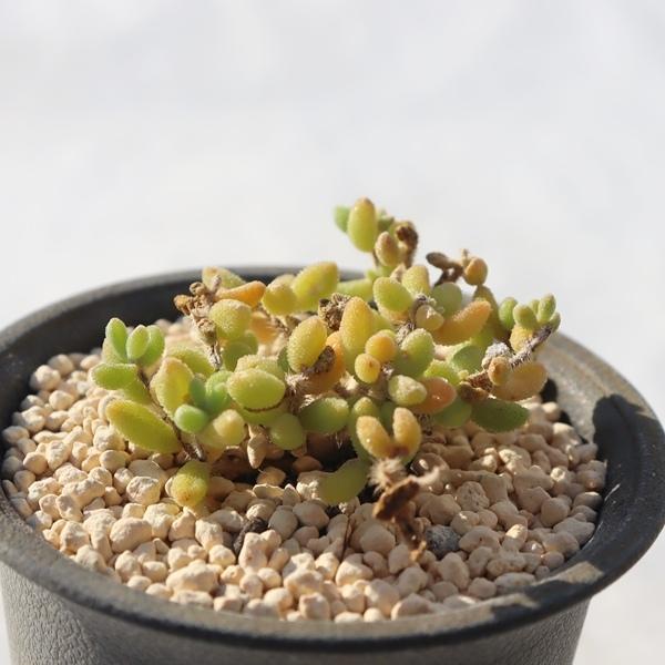 紅宝石 ドロサンテマム Drosanthemum 'benihouseki' 多肉植物