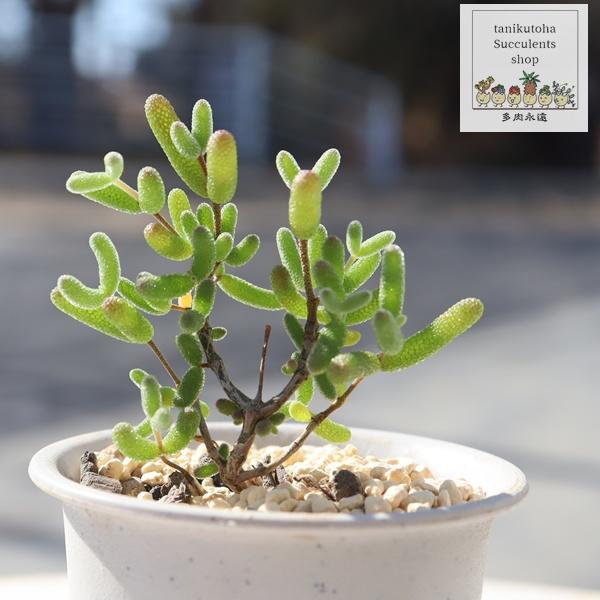 多肉植物 ドロサンテマム キャットテール Drosanthemum 希少 珍しい 苗