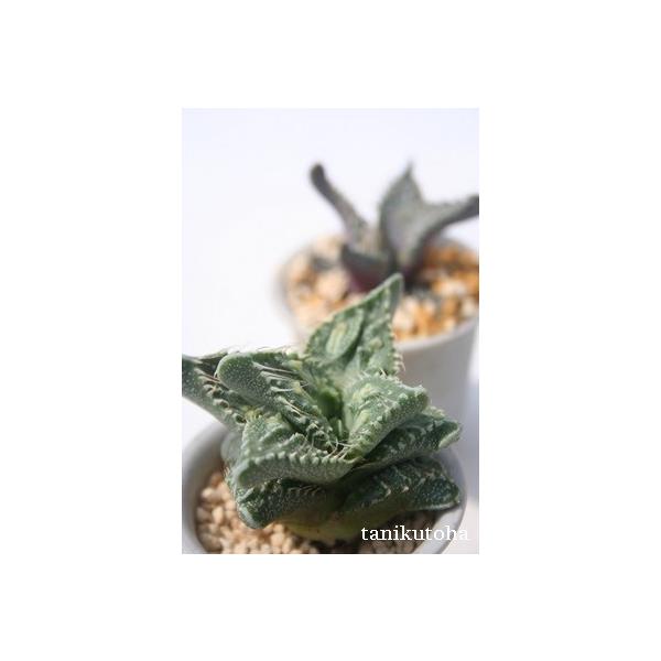 最適な材料 まっさん様専用 多肉植物 フォーカリア 大特価 Smarttmoney Com Br