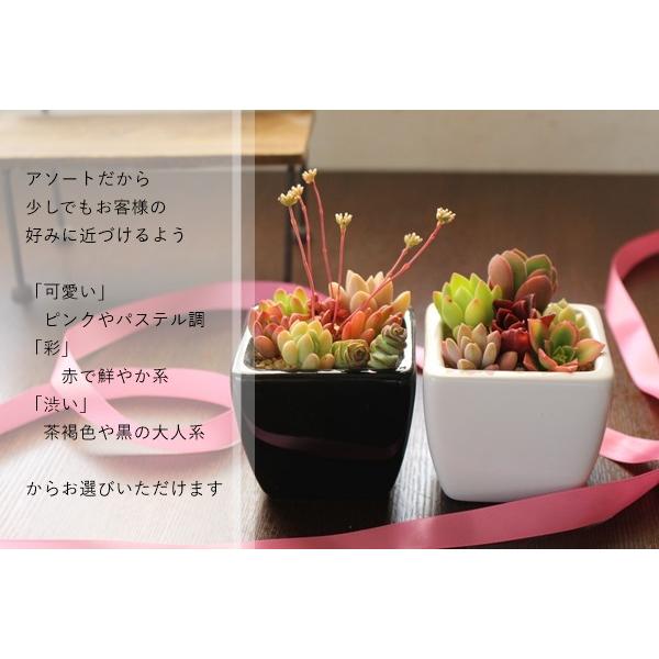 多肉植物白鉢黒鉢正方形スクエアー寄せ植え贈り物母の日引っ越し祝いハロウィン敬老の日新築祝誕生日祝開店祝結婚式祝 Buyee 日本代购平台 产品购物网站大全 Buyee一站式代购