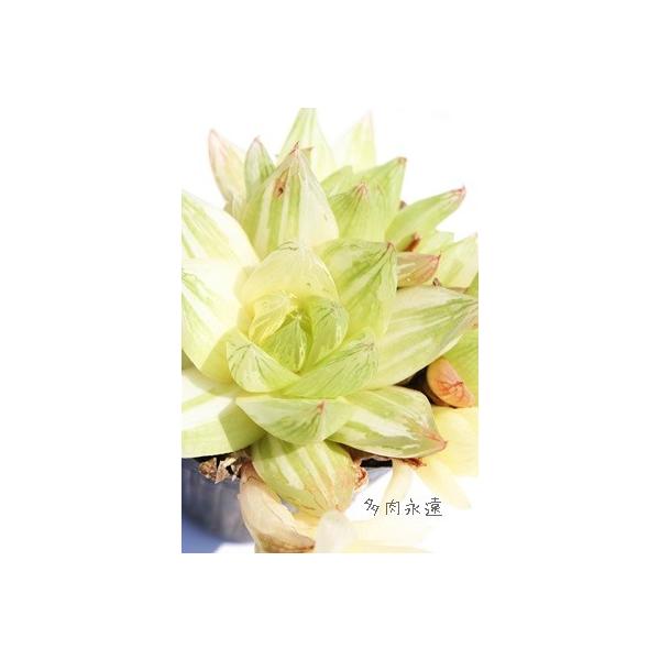 ̉؋їD nI`A XXLm A c  Vzj aj JXj j