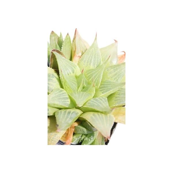 j 2|bg nI`A XXLm A c  j aj ⍥j Sʏj