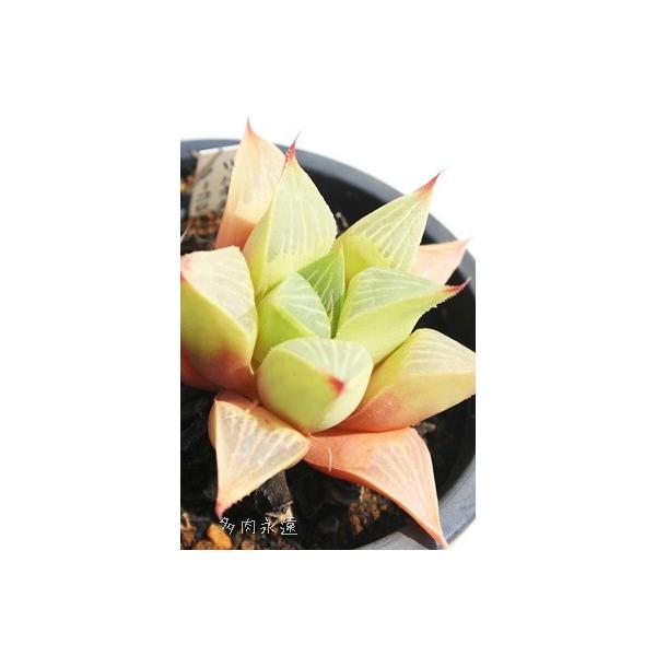 cM_m[Rj[ 2|bg nI`A XXLm A c  j aj ⍥j Sʏj