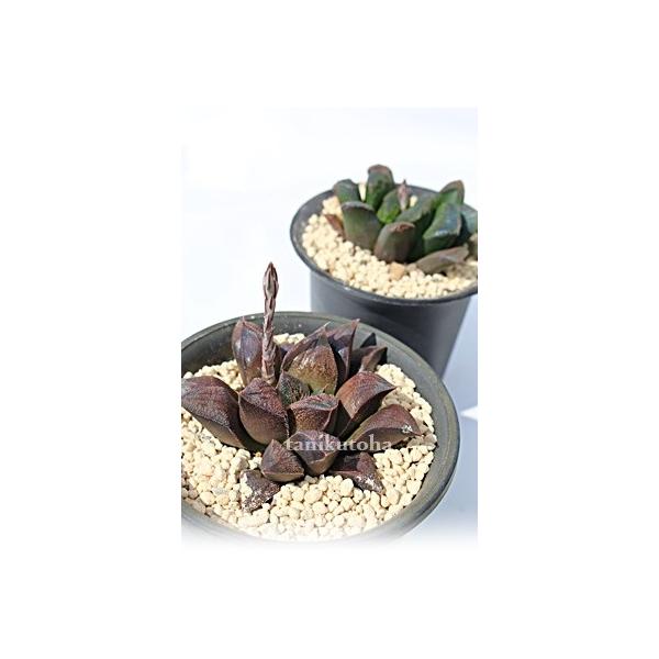 `R[g 2|bg nI`A XXLm A ^   aj yY o c