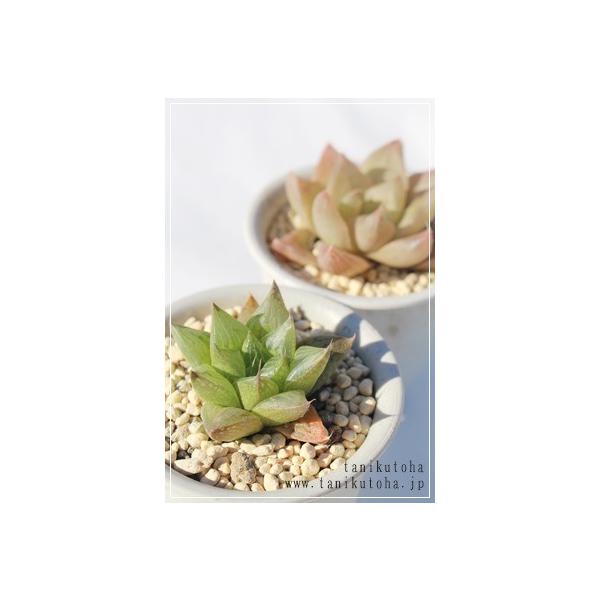 ʗ 2|bg nI`A XXLm A ^   aj yY o c