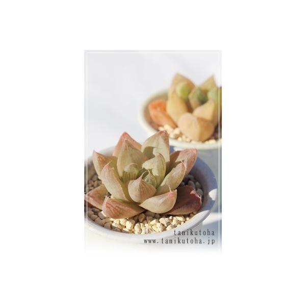 vjtHA 2|bg nI`A XXLm A ^   aj yY o c