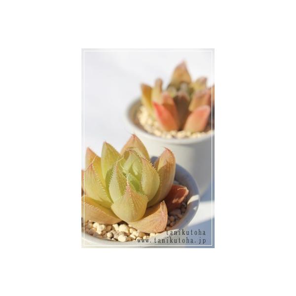 ZVt[ 2|bg nI`A XXLm A ^   aj yY o c