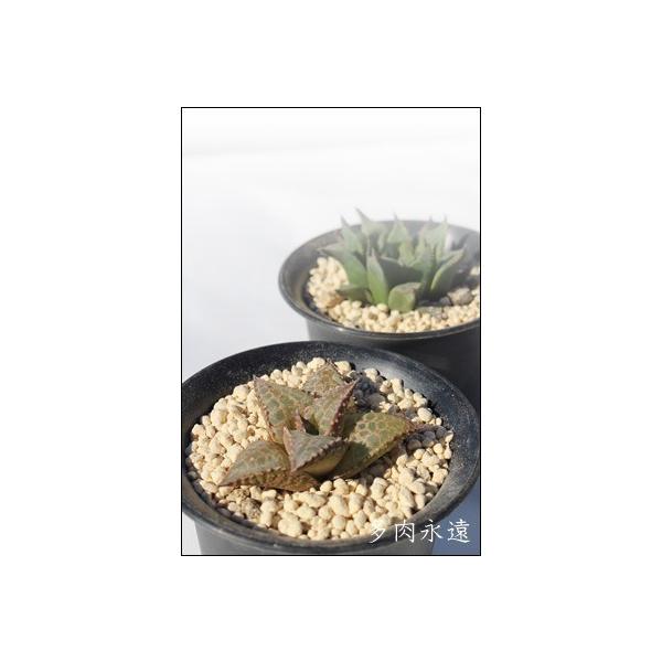  2|bg nI`A XXLm A ^   aj yY o c