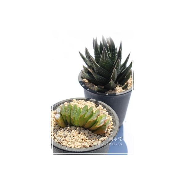 O[ʐ 2|bg nI`A XXLm A ^   aj yY o c