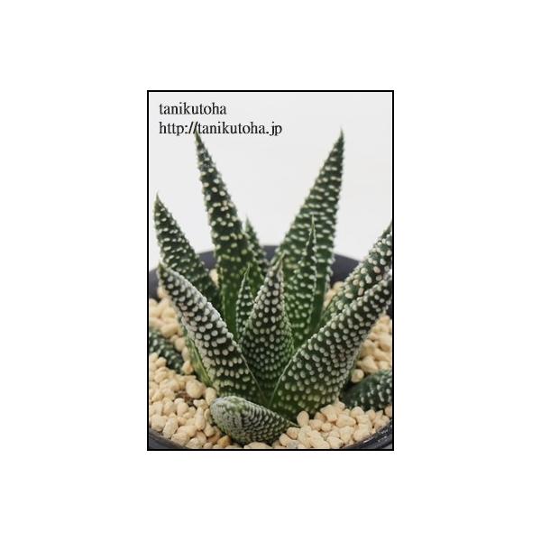 HV STCY nI`A XXLm A ^   aj yY o c