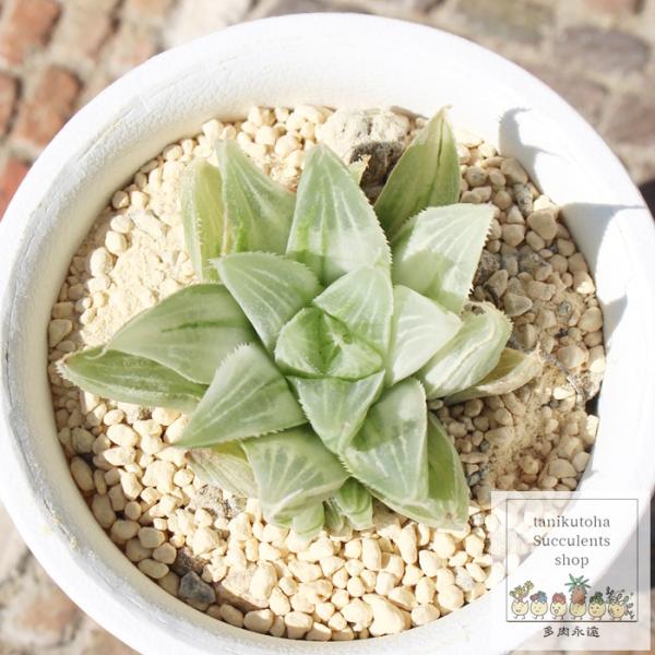 ミルキーウェイ ハオルチア haworthia milkyway ススキノ科 珍しい多肉