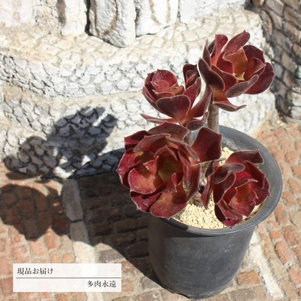 珍しい 多肉植物の人気商品 通販 価格比較 価格 Com