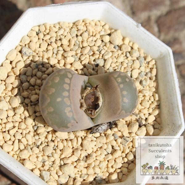 大津絵ピンク 1頭 リトープス Lithops 多肉植物 生きる宝石 ジュエリー