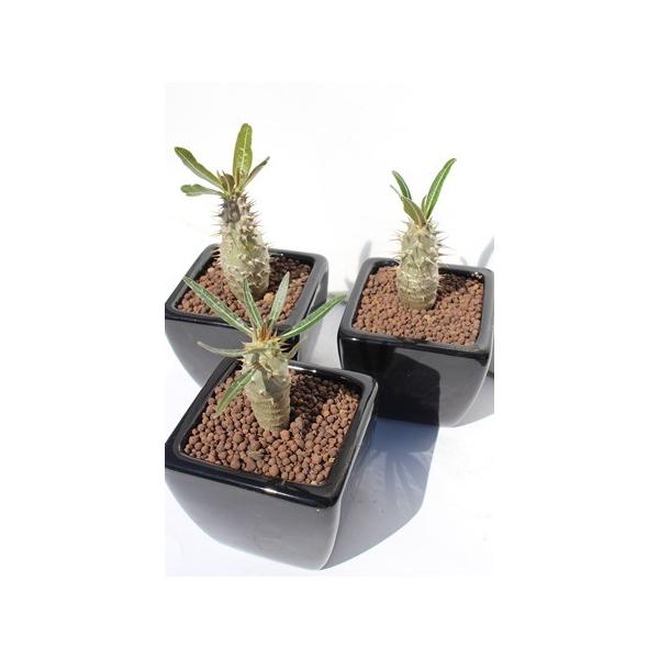 X[c pL|fBE R[fbNX A c hV̓ Vzj aj JXj j