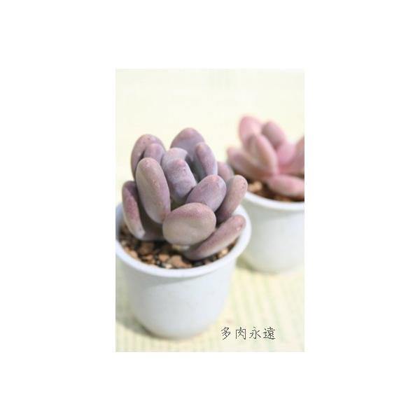 観葉植物 多肉植物 星美人の人気商品 通販 価格比較 価格 Com