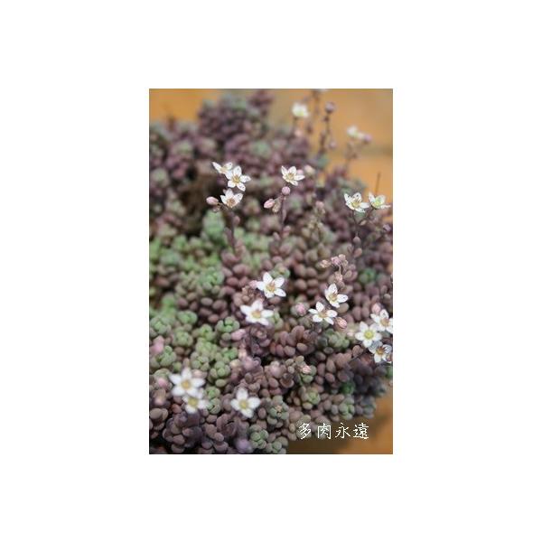 姫星美人 2寸ポット 群生タイプ セダム 弁慶草科 多肉植物 根付苗 多肉激安 セダム苗 可愛い多肉植物 Buyee Buyee Japanese Proxy Service Buy From Japan Bot Online