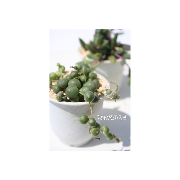 緑の鈴 2寸ポット セネキオ属 キク科 多肉植物 苗 敬老の日 新築祝 誕生日祝 開店祝 結婚式祝 Buyee Buyee Japanese Proxy Service Buy From Japan Bot Online