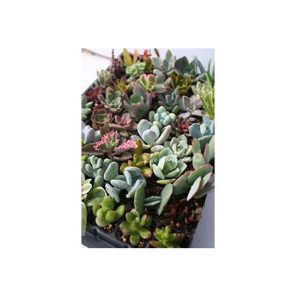 売却済み。3/11寄せ植えに♪多肉植物カット苗セット imgrc0111987836.jpg